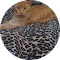 Close-up of sleeping orange tabby cat curled on cheetah or leopard print surface.